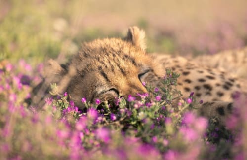 Eastern Cape Game Reserves | Kuzuko Lodge South Africa
