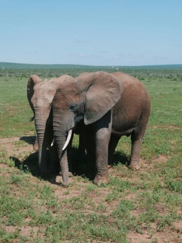 addo park elephants