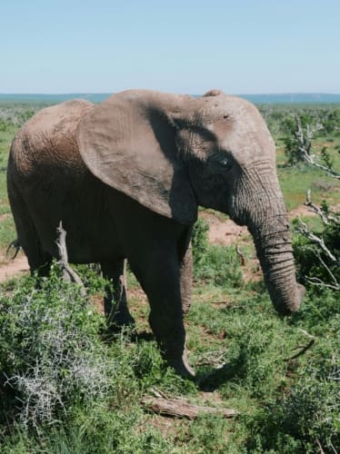 addo park elephants