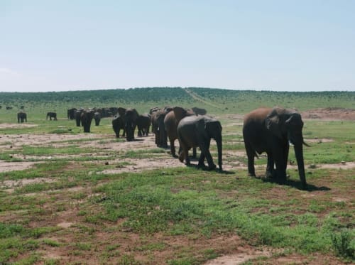 addo park elephants