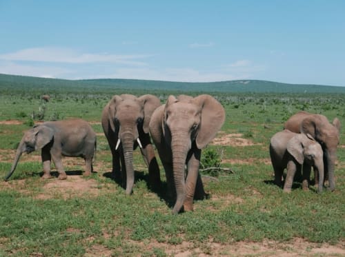 addo park elephants