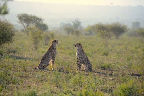 cheetahs south africa